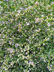 Limonium carolinianum