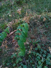 Polygonatum