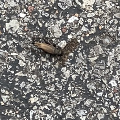 Gryllidae