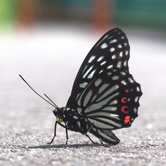 Hestina assimilis assimilis