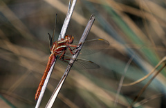 Orthetrum caffrum