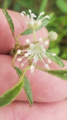 Croton argyranthemus