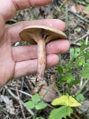 Lactarius pubescens