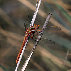 Orthetrum caffrum