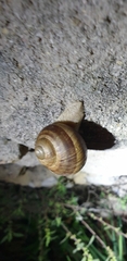 Helix cincta