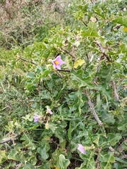 Solanum linnaeanum