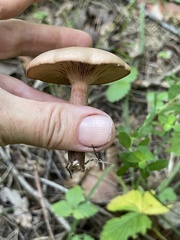 Lactarius pubescens