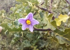 Solanum linnaeanum