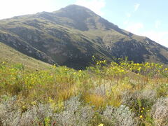 Euryops abrotanifolius