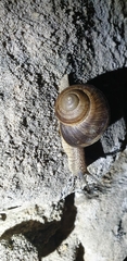 Helix cincta