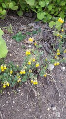 Hermannia multiflora