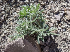 Heliotropium curassavicum