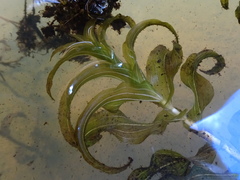 Potamogeton praelongus