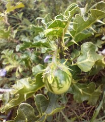Solanum linnaeanum