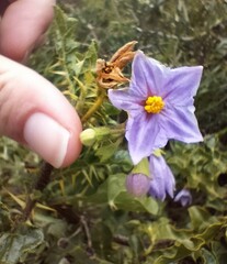 Solanum linnaeanum