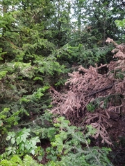 Abies sibirica