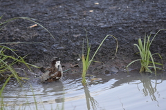 Passer domesticus indicus