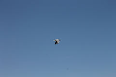 Chroicocephalus ridibundus