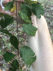 Carpinus caroliniana