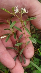 Croton argyranthemus