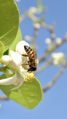 Apis mellifera
