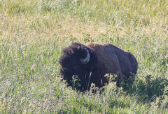 Bison bison