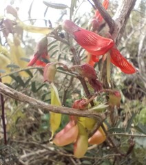 Lessertia frutescens