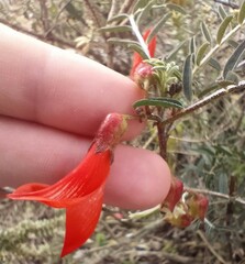 Lessertia frutescens