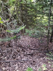 Abies sibirica