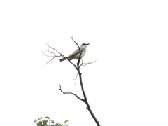 Tyrannus dominicensis
