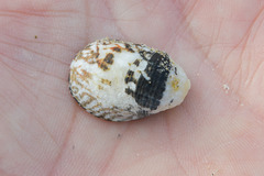 Nerita albicilla
