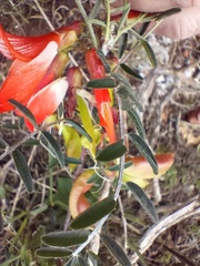 Lessertia frutescens