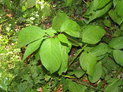 Cornus alba