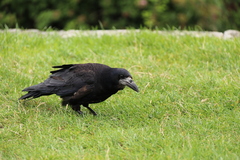 Corvus frugilegus