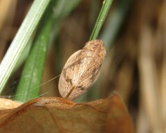 Lepyronia coleoptrata