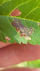 Stigmella oxyacanthella