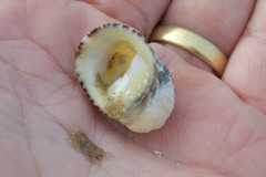 Nerita albicilla