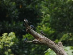 Hirundo tahitica