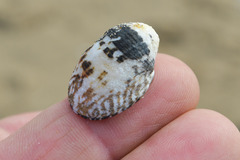 Nerita albicilla