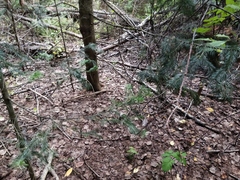 Abies sibirica