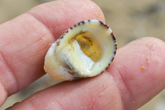Nerita albicilla