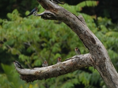Hirundo tahitica