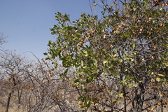 Combretum