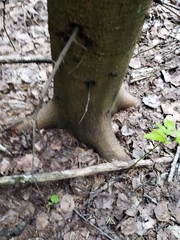 Abies sibirica