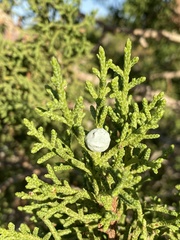 Juniperus osteosperma