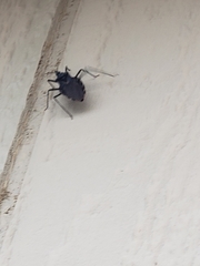 Triatoma gerstaeckeri