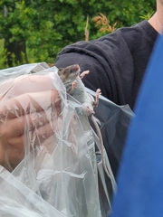 Peromyscus maniculatus