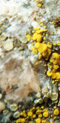 Lecanora polytropa