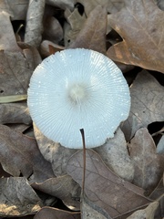 Leucocoprinus fragilissimus