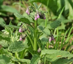 Symphytum officinale